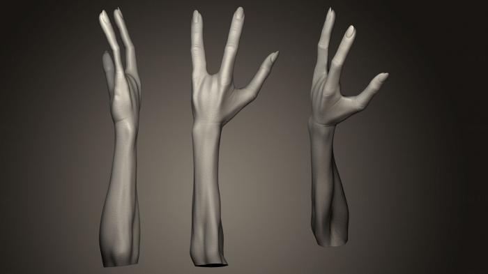 نموذج ثلاثي الأبعاد لآلة CNC تشريح الهياكل العظمية والجماجم يد الإنسان 13